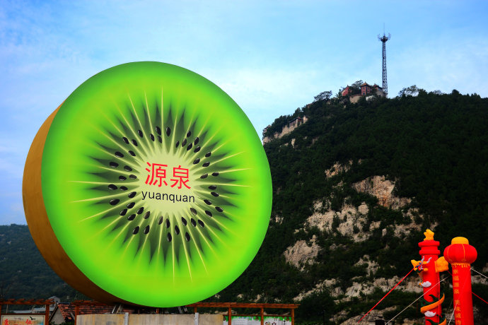 淄博源泉猕猴桃怎样识别熟了,源泉猕猴桃最新情况