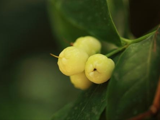 米兰花病虫害防治技巧和方法,如何把米兰花养好