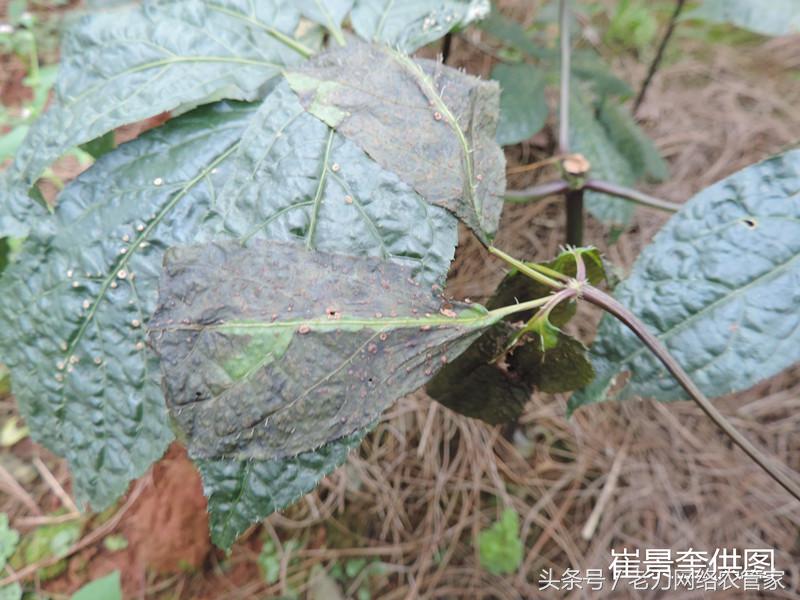 病害｜我家三七叶片这是怎么了？请专家帮忙看看