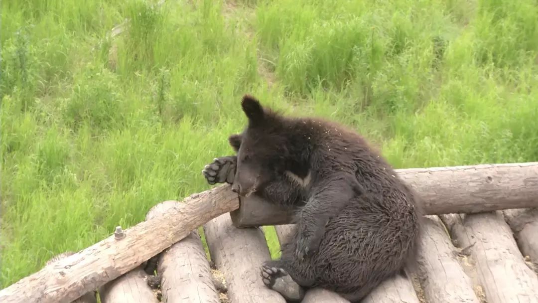 看日出、逗黑熊……从抚远出发穿越“两极”