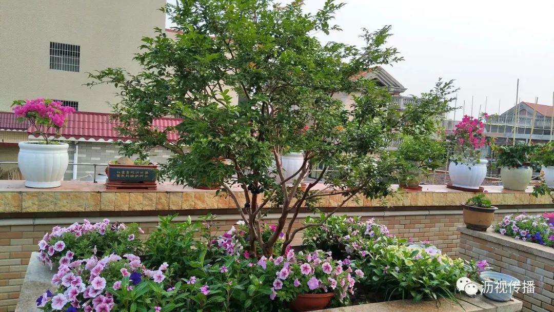 最美庭院评选,寻找最漂亮的花园小院