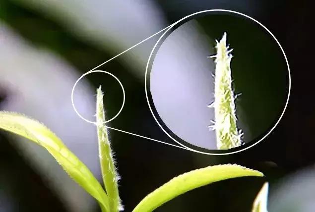 毛主席命名的都匀毛尖，到底有多好喝？