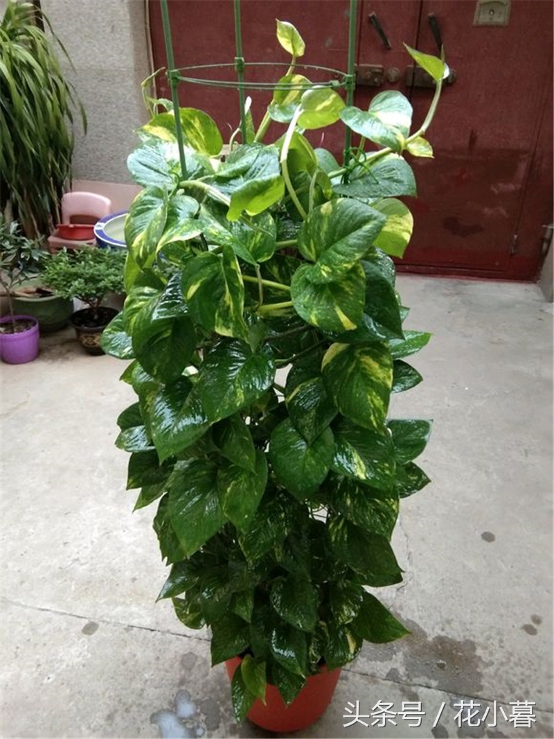 绿萝长成长条了怎么办,绿萝叶子长不平展