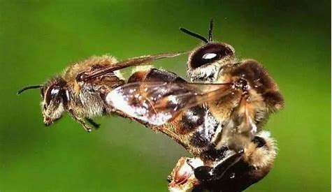 诱入蜂王最快最安全有效的方法,怎么找新蜂王最快最有效