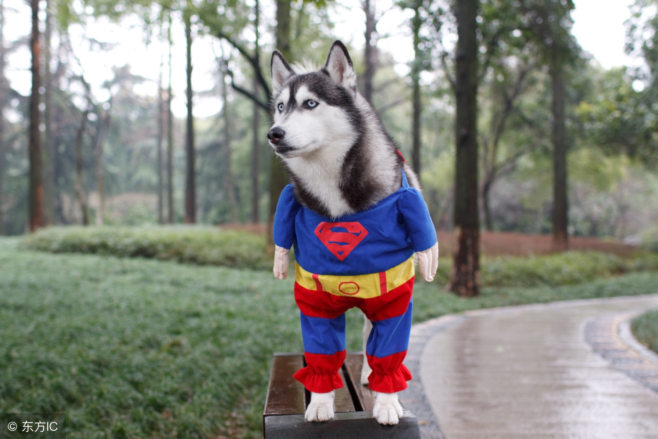 狗狗老是乱叫这两招帮你解决,如何纠正狗狗爱叫人的坏习惯