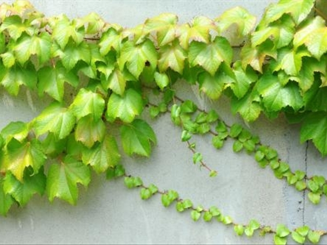 爬山虎的养殖方法与技术,爬山虎怎么养才能长得高大上