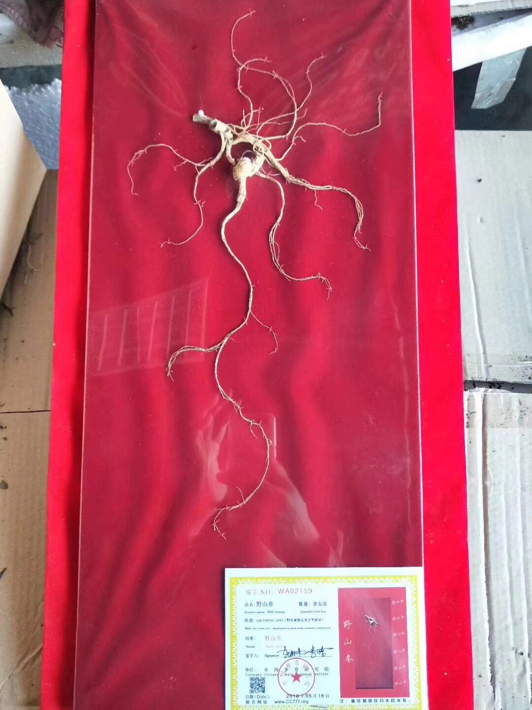 关于野山参的传说,对野山参的看法和认识