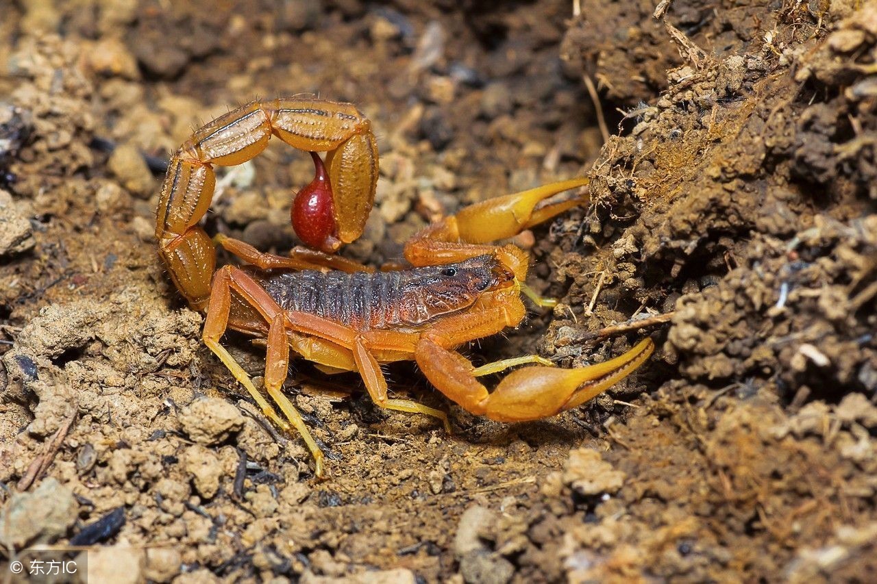 2022冷门养殖赚钱项目,冷门养殖业投资比较小的创业