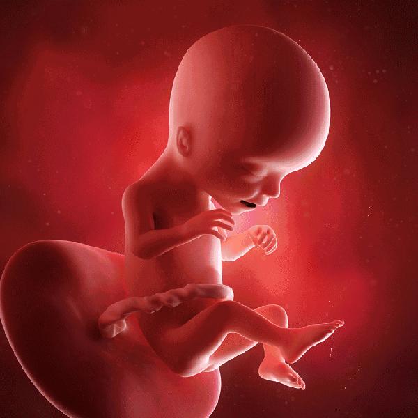 胎儿1-10月发育过程动图，更加真实的感受胎儿的成长变化