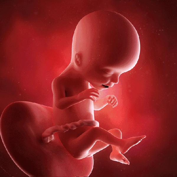 胎儿的发育1到10个月图片,1-10个月胎儿发育过程视频