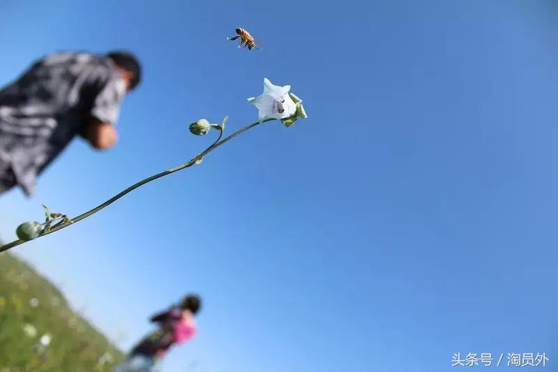 与我们此生的甜蜜如初:库什台野*党**参花蜂蜜