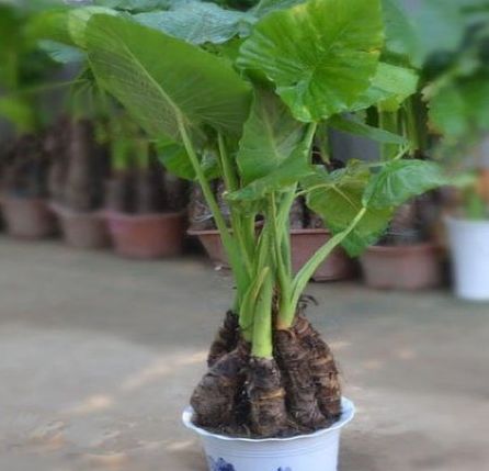 一盘“秋葵”下肚，济南一男子失去意识！菜市场里的这些“毒菜”看清楚了，千万别买错了！