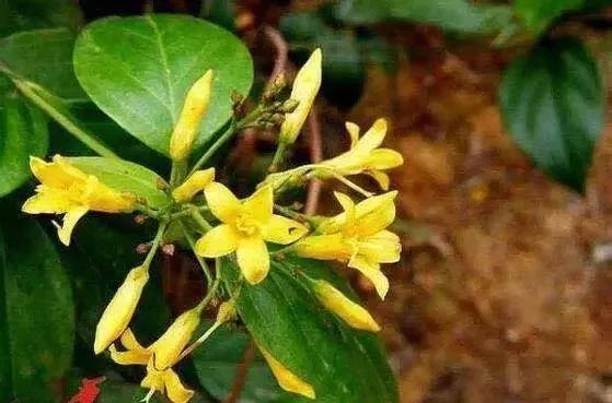 一盘“秋葵”下肚，济南一男子失去意识！菜市场里的这些“毒菜”看清楚了，千万别买错了！