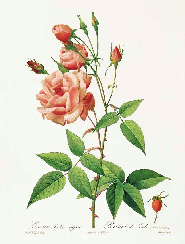 荐书|七夕将至,现代版“玫瑰圣经”带给你一整本永不凋谢的浪漫!