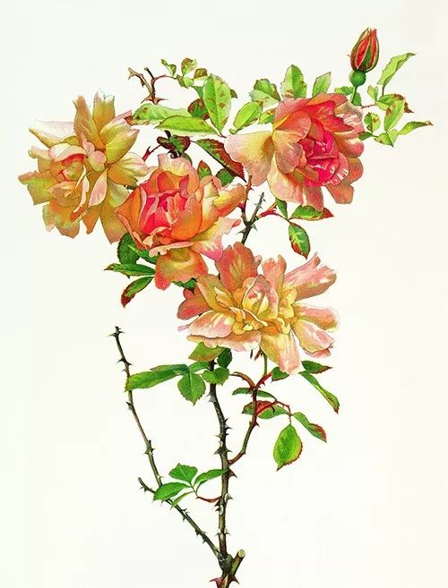 荐书|七夕将至,现代版“玫瑰圣经”带给你一整本永不凋谢的浪漫!