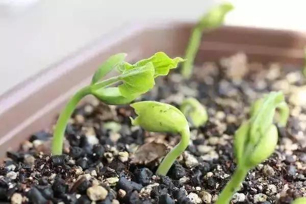 封闭小阳台种菜新手入门教程,家里小阳台种菜怎么种