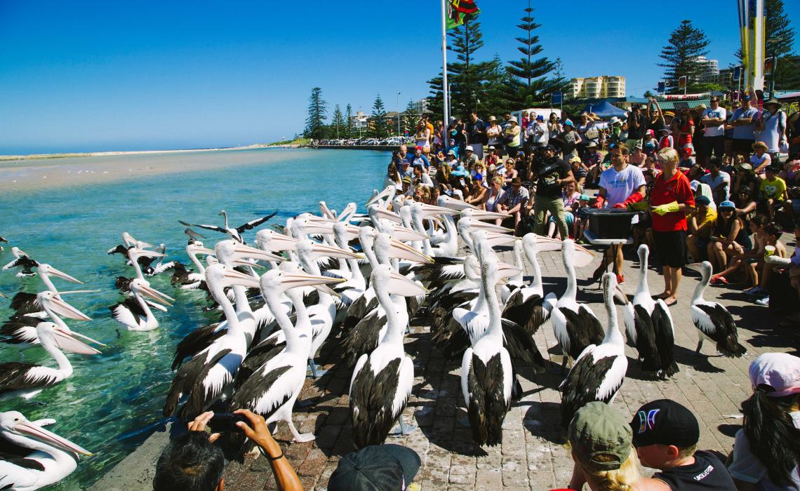 出走澳洲：到鹈鹕之都赏三面水景，观群鸟争食