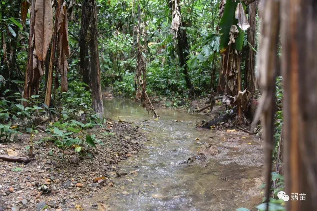 西双版纳四日博物之旅，都有哪些新发现