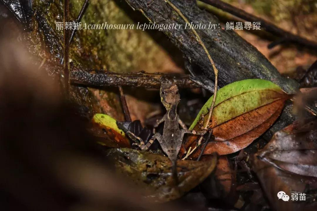西双版纳四日博物之旅，都有哪些新发现