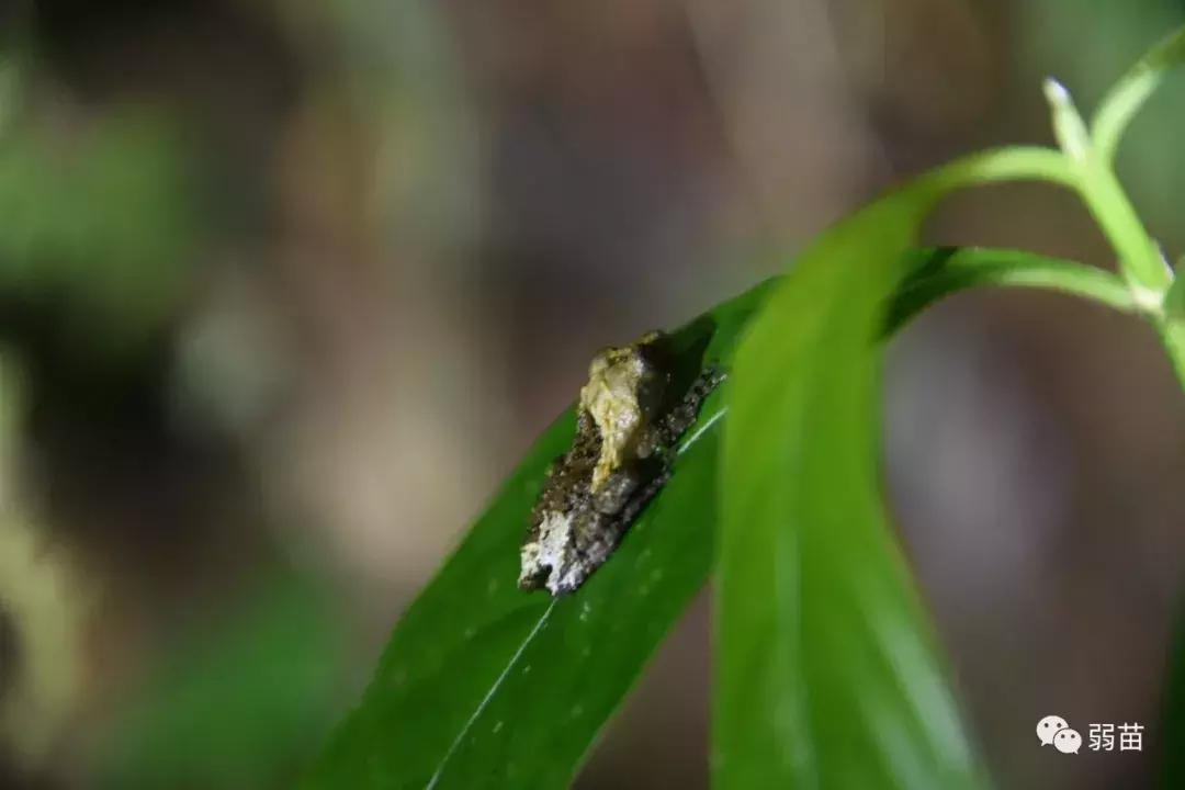 西双版纳四日博物之旅，都有哪些新发现