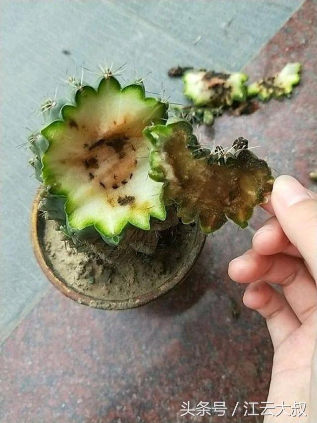 仙人球烂心切一半,仙人球拦腰削断后上半段能不能活