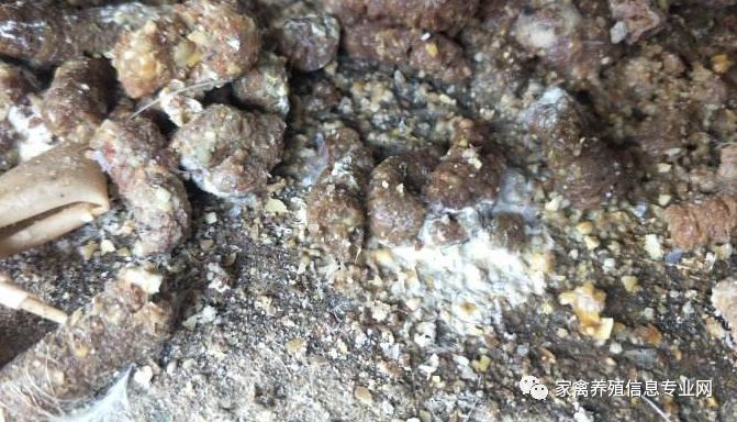 鸡腺肌胃炎最快治疗方法,鸡腺肌胃炎发生原因及防治措施