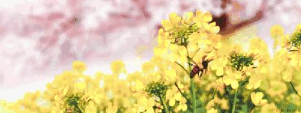 被蜂蛰了过敏性休克,被蜂蛰了去医院怎么医治