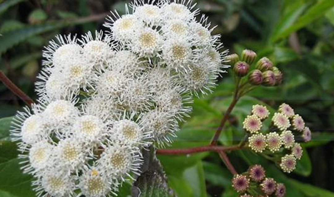 飞机草外来物种,飞机草的传播方式