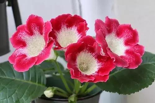 过期的药品能用来养花吗,所有过期药片都可以养花吗