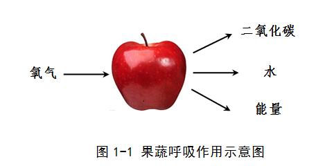 「系列科普读物-果蔬贮藏保鲜技术与设施问答」保鲜特性30问
