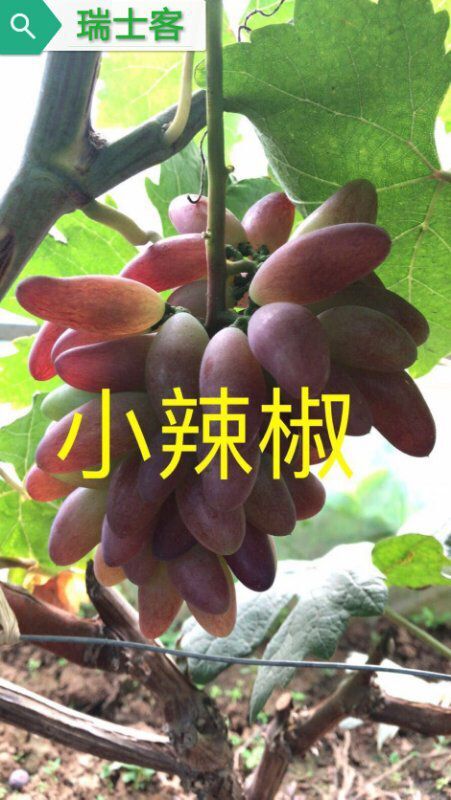 巨峰葡萄最新早熟品种,最适合巨峰葡萄最新种植技术