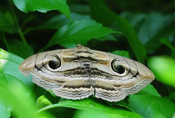 柑橘果树诱捕害虫方法,柑橘幼果病害预防