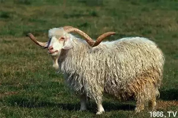 世界最好的羊种排名,世界上最好的羊是哪个羊