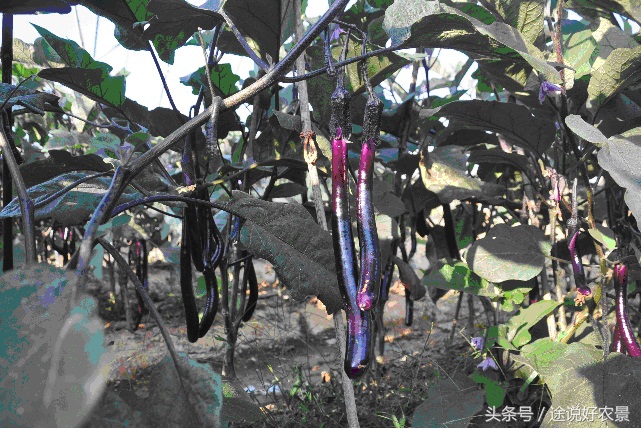 寨春农场青蛙乐园门票,荷塘水库青蛙乐园