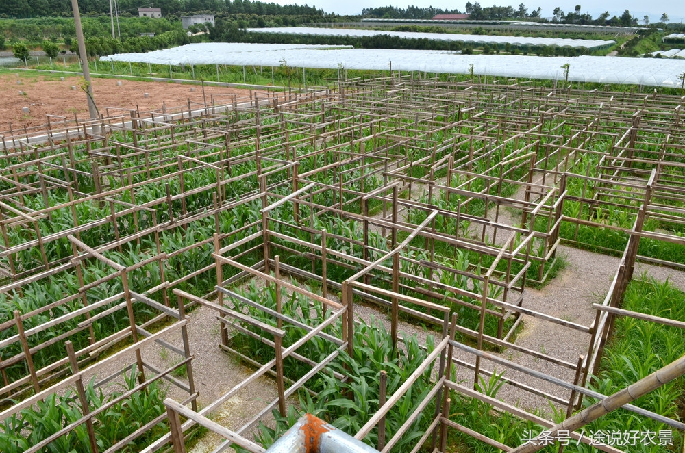 寨春农场青蛙乐园门票,荷塘水库青蛙乐园