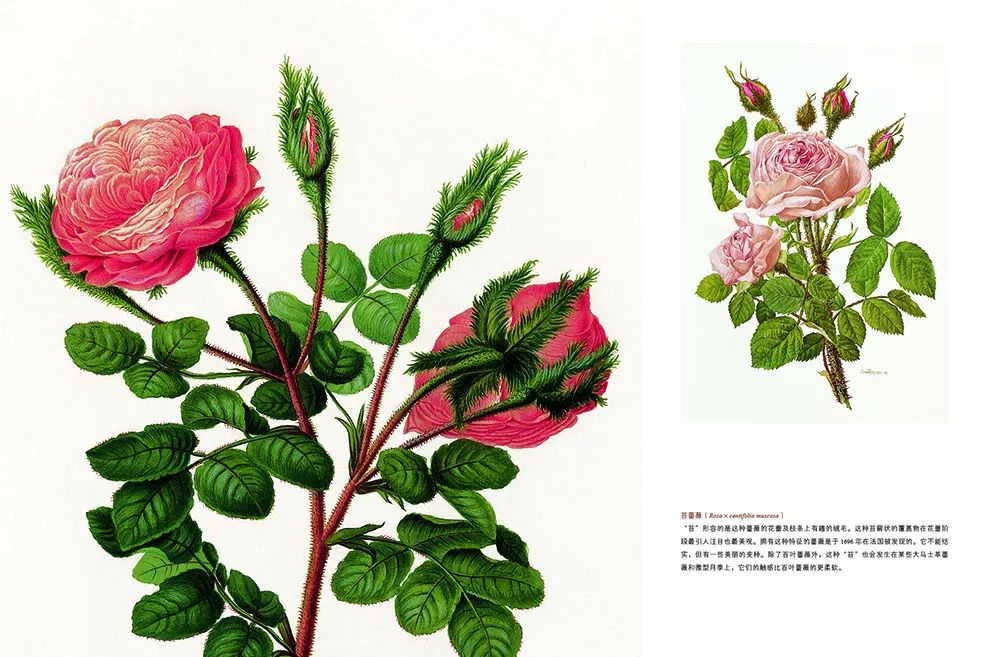 情人节想要给你永不褪色的浪漫,情人节送给彼此的浪漫