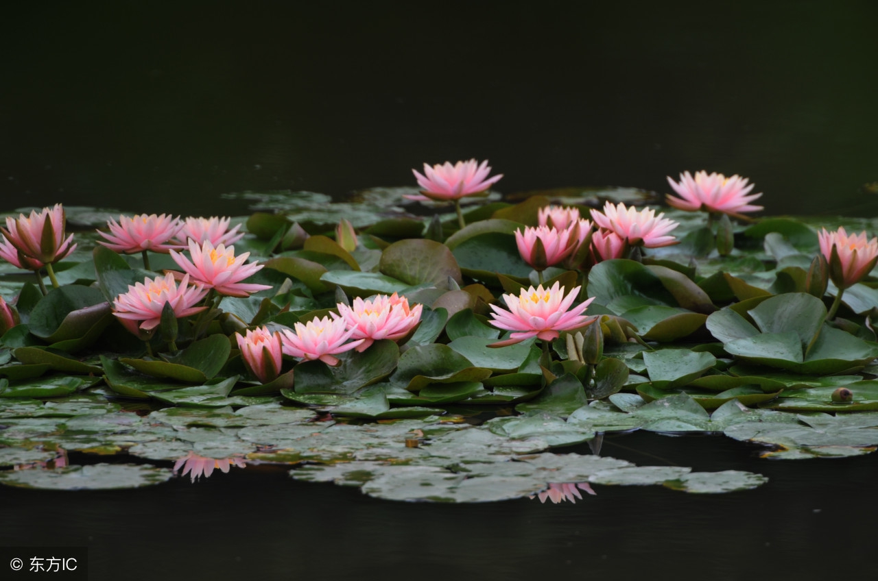 睡莲哪里可以吃,睡莲可以直接吃吗