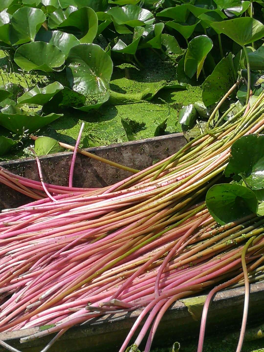 睡莲哪里可以吃,睡莲可以直接吃吗