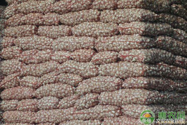 今日上午邳州大蒜最新价格,今天下午金乡大蒜最新价格