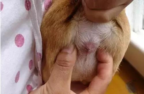 宠物医院里面的狗狗都怎么样了,福懋动物医院狗一直掉毛正常吗