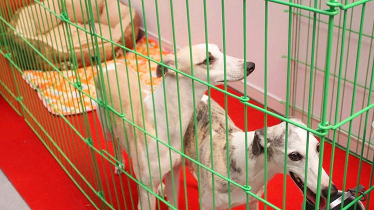 主人隔离狗狗独自在家,狗狗独自在家嚎叫原因