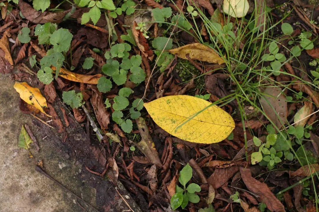 柚子说：松鼠我都没看见，熊猫也没有看见
