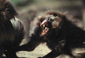 狒狒这种动物的样子,长得最奇葩的狒狒