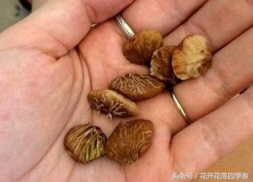 山竹种子怎么种植盆栽能长多高,山竹盆栽养殖方法和注意事项