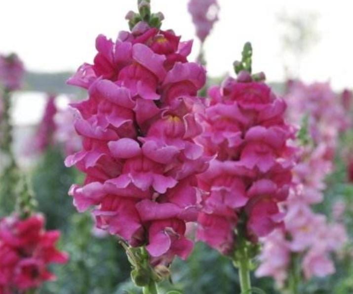 重瓣大花金鱼草的养殖方法,有关金鱼草的养殖方法和注意事项