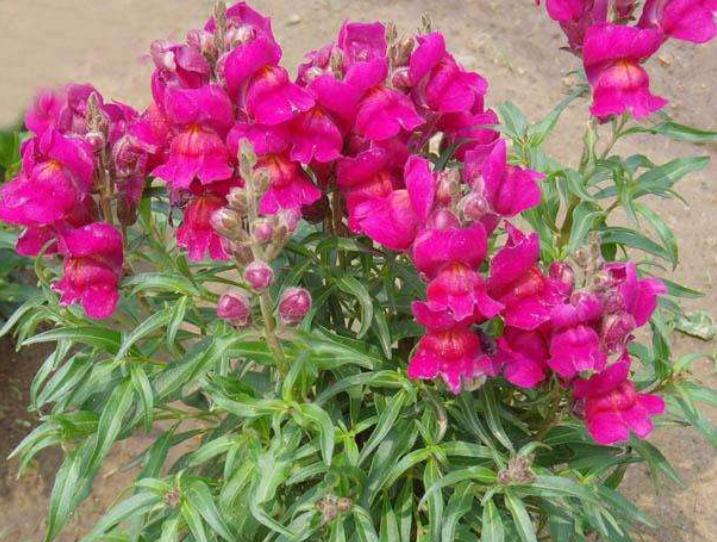 重瓣大花金鱼草的养殖方法,有关金鱼草的养殖方法和注意事项