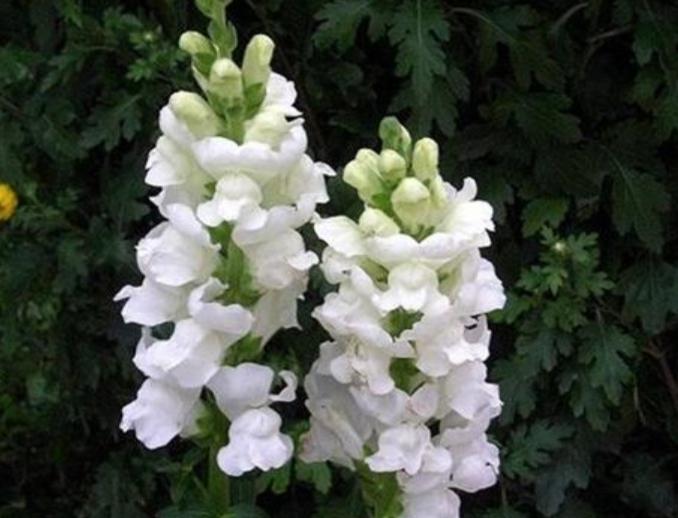 重瓣大花金鱼草的养殖方法,有关金鱼草的养殖方法和注意事项