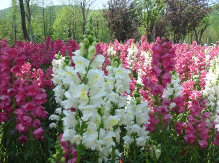 重瓣大花金鱼草的养殖方法,有关金鱼草的养殖方法和注意事项