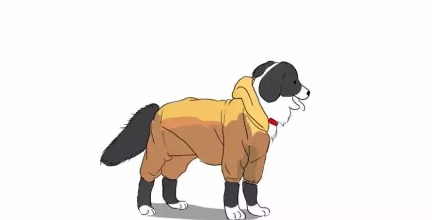 狗狗发情的二三事儿「养宠学院」