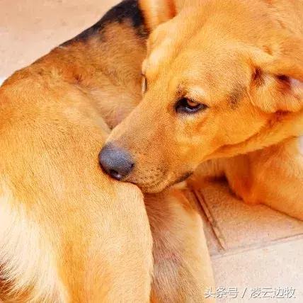 痒痒痒救救小主吧！狗狗出红疹怎么办？